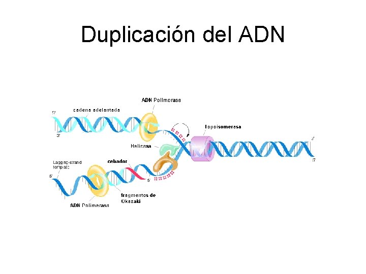 Duplicación del ADN 