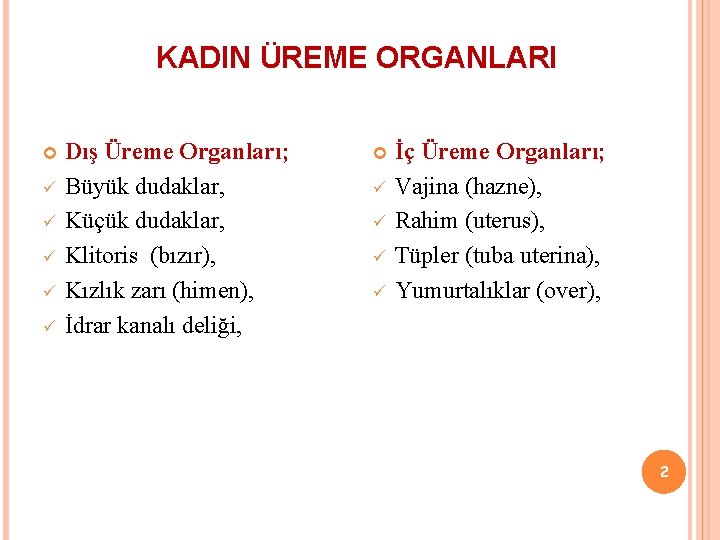 KADIN ÜREME ORGANLARI ü ü ü Dış Üreme Organları; Büyük dudaklar, Küçük dudaklar, Klitoris