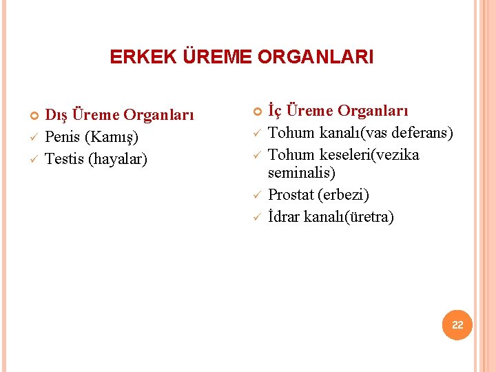 ERKEK ÜREME ORGANLARI ü ü Dış Üreme Organları Penis (Kamış) Testis (hayalar) ü ü