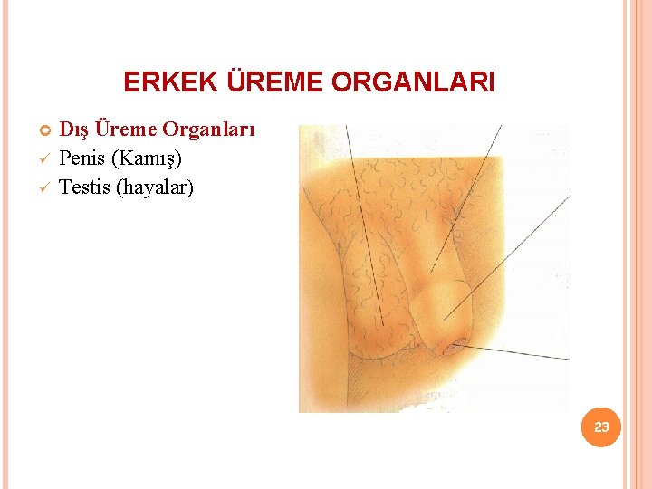 ERKEK ÜREME ORGANLARI ü ü Dış Üreme Organları Penis (Kamış) Testis (hayalar) 23 
