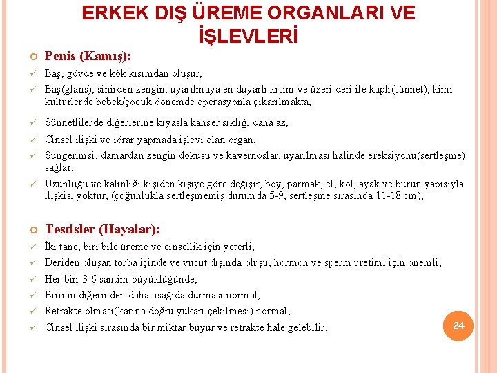 ERKEK DIŞ ÜREME ORGANLARI VE İŞLEVLERİ Penis (Kamış): ü ü Baş, gövde ve kök