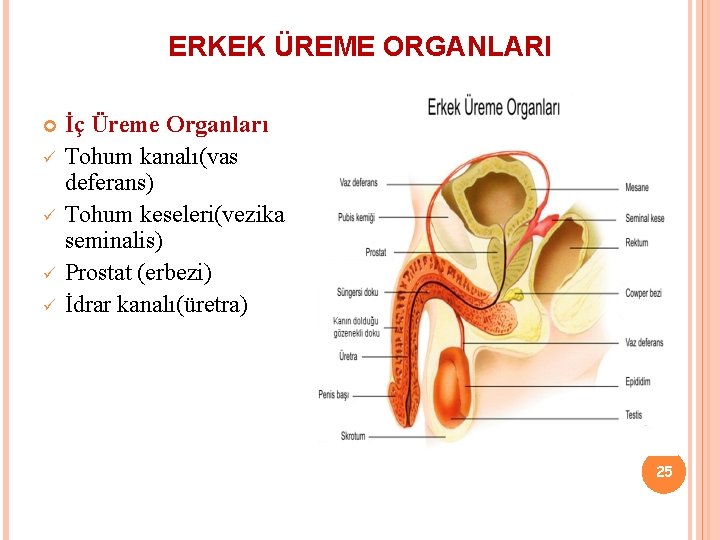 ERKEK ÜREME ORGANLARI ü ü İç Üreme Organları Tohum kanalı(vas deferans) Tohum keseleri(vezika seminalis)