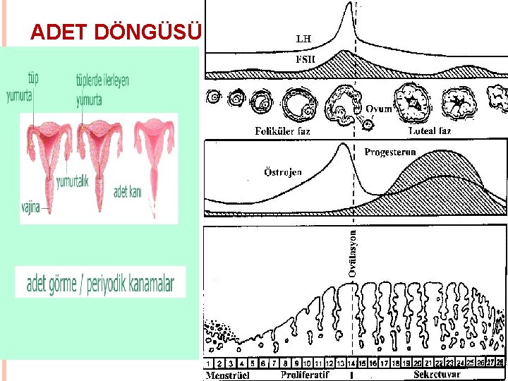 ADET DÖNGÜSÜ 8 