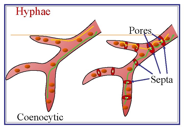 Hyphae Pores Septa Coenocytic 