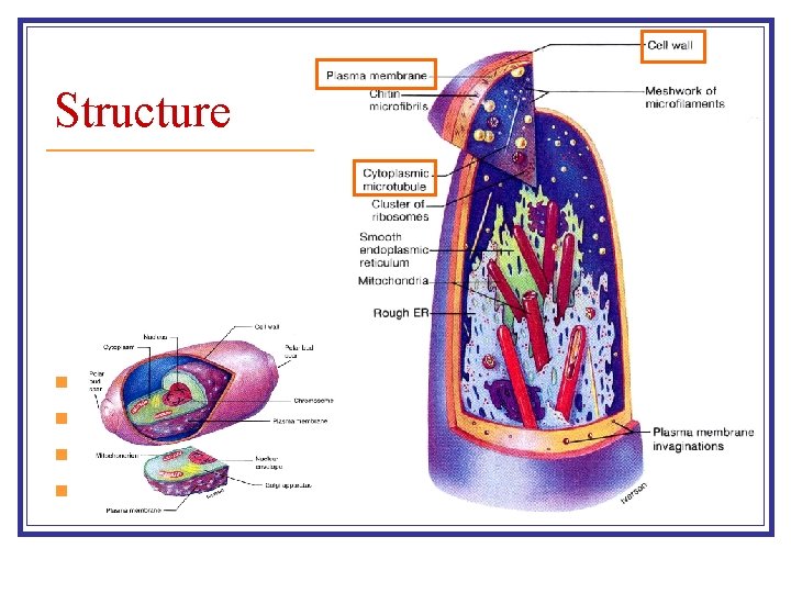 Structure n n Cell wall Plasma membrane Microtubules Nucleus 