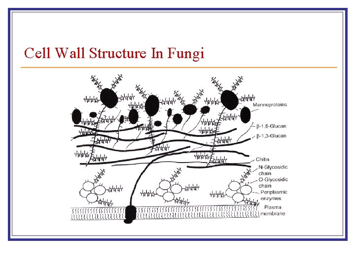 Cell Wall Structure In Fungi 