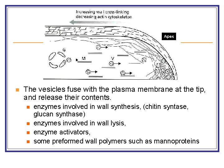 n The vesicles fuse with the plasma membrane at the tip, and release their