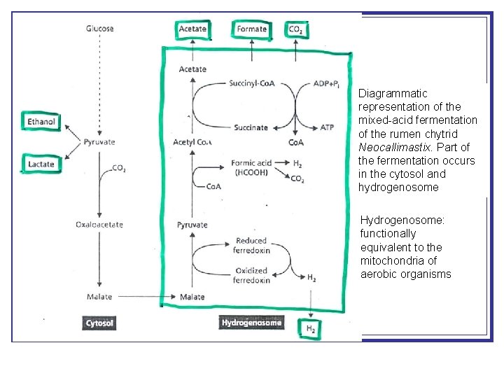 Diagrammatic representation of the mixed-acid fermentation of the rumen chytrid Neocallimastix. Part of the