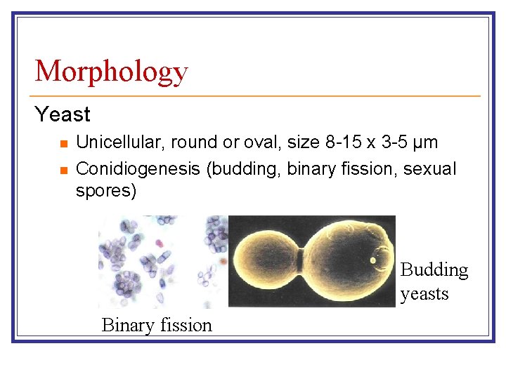 Morphology Yeast n n Unicellular, round or oval, size 8 -15 x 3 -5
