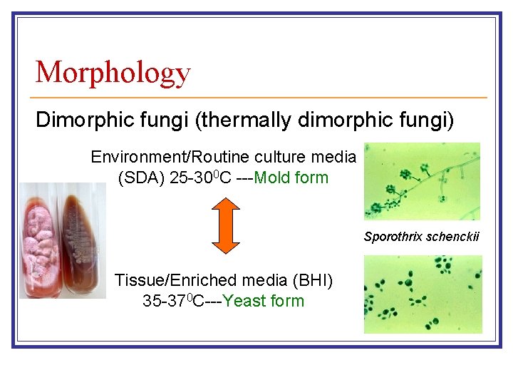 Morphology Dimorphic fungi (thermally dimorphic fungi) Environment/Routine culture media (SDA) 25 -300 C ---Mold