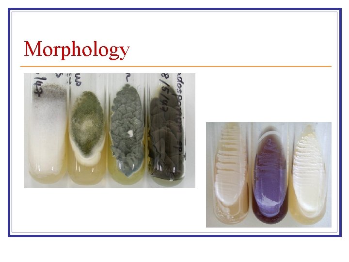 Morphology 