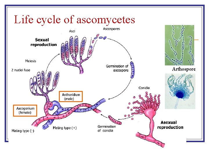 Life cycle of ascomycetes Arthospore 