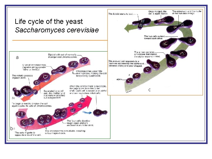 Life cycle of the yeast Saccharomyces cerevisiae a c b 