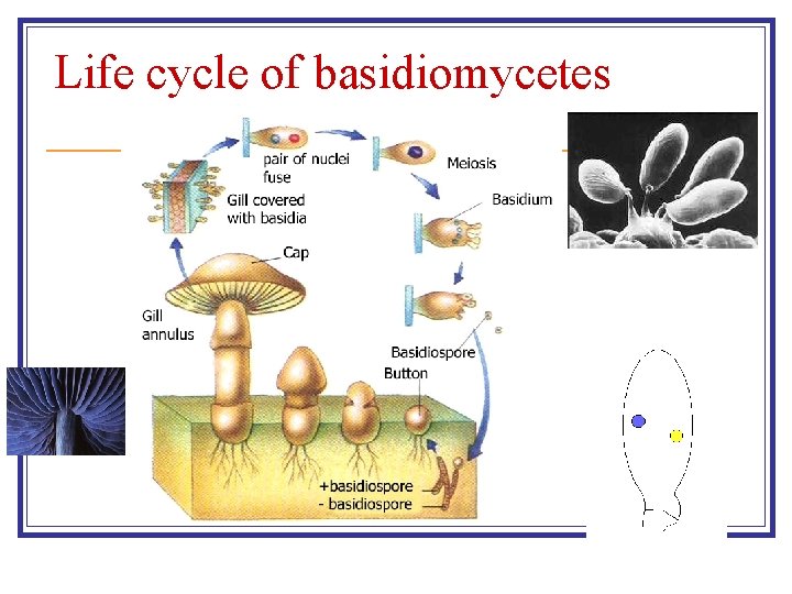 Life cycle of basidiomycetes 