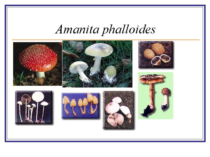 Amanita phalloides 