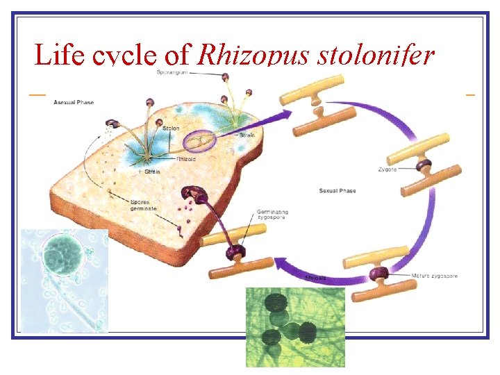 Life cycle of Rhizopus stolonifer 