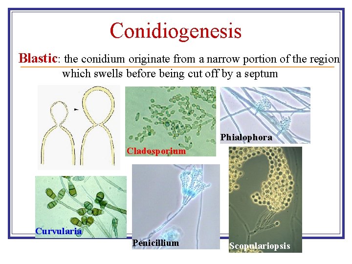Conidiogenesis Blastic: the conidium originate from a narrow portion of the region which swells