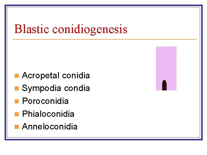 Blastic conidiogenesis Acropetal conidia n Sympodia condia n Poroconidia n Phialoconidia n Anneloconidia n