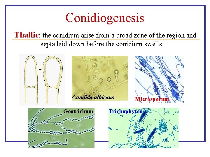 Conidiogenesis Thallic: the conidium arise from a broad zone of the region and septa