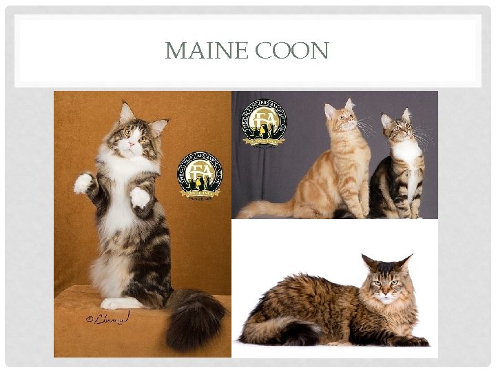 MAINE COON 