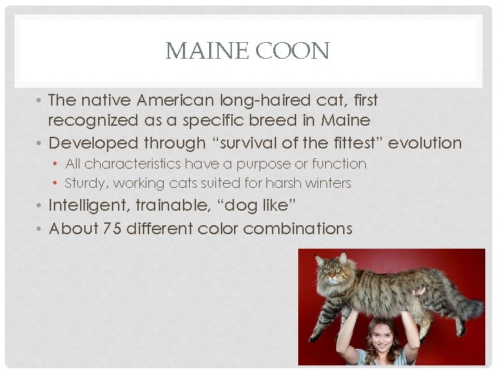 MAINE COON • The native American long-haired cat, first recognized as a specific breed