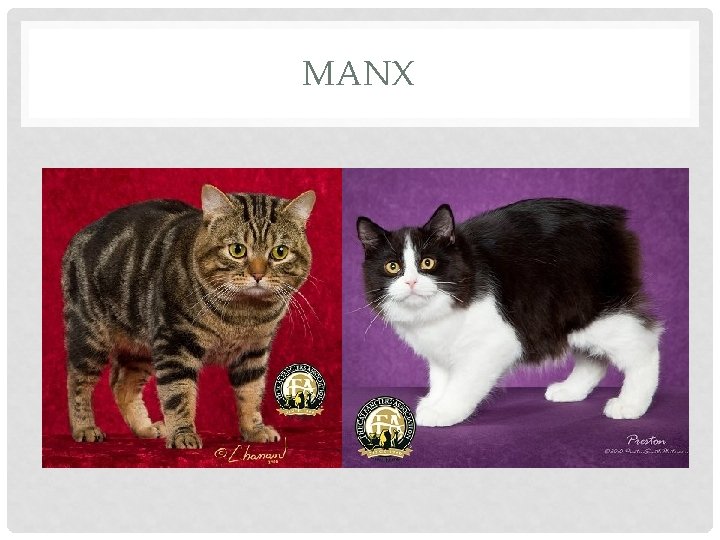 MANX 