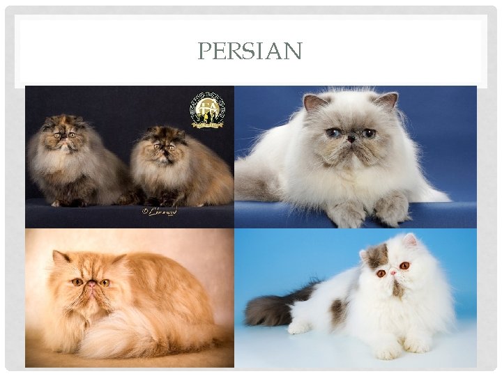 PERSIAN 