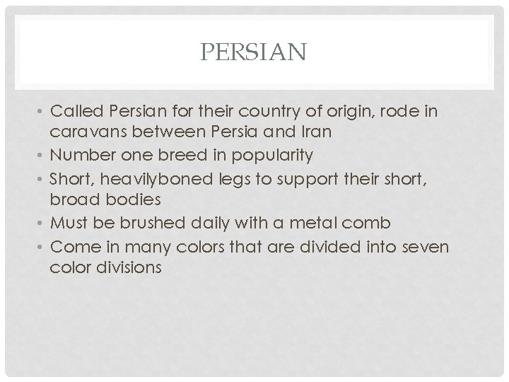 PERSIAN • Called Persian for their country of origin, rode in caravans between Persia