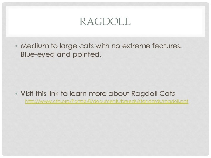 RAGDOLL • Medium to large cats with no extreme features. Blue-eyed and pointed. •