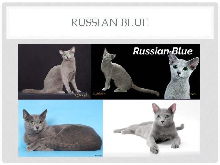 RUSSIAN BLUE 