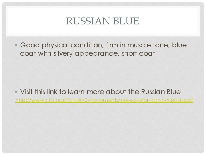 RUSSIAN BLUE • Good physical condition, firm in muscle tone, blue coat with silvery