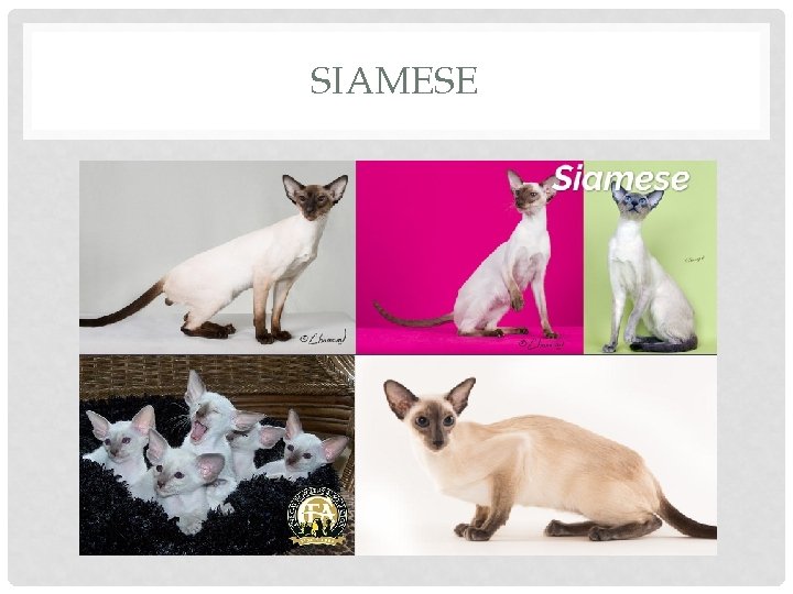 SIAMESE 