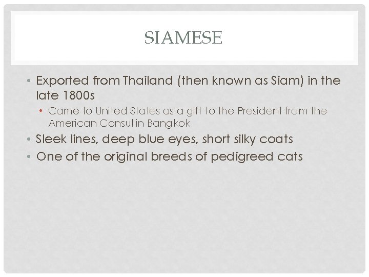 SIAMESE • Exported from Thailand (then known as Siam) in the late 1800 s