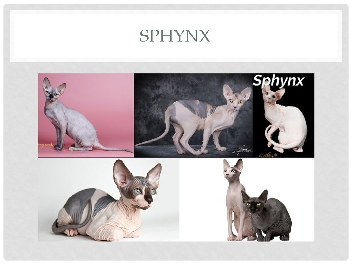 SPHYNX 