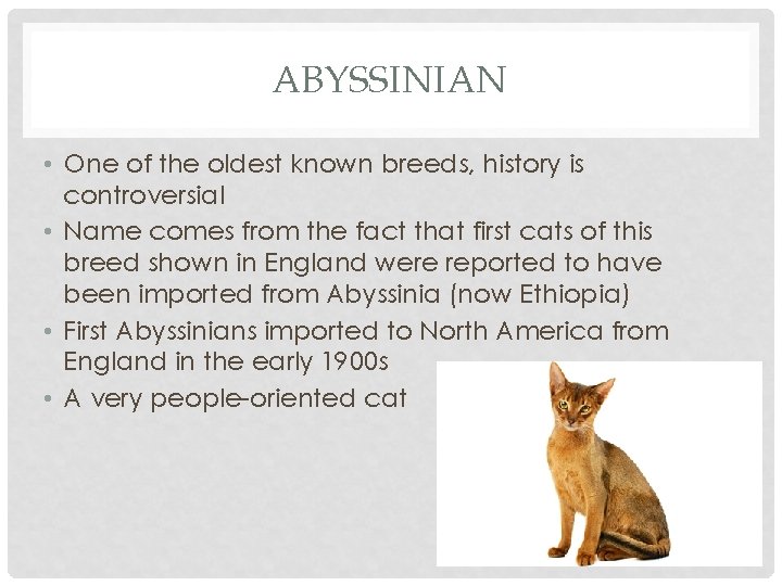 ABYSSINIAN • One of the oldest known breeds, history is controversial • Name comes