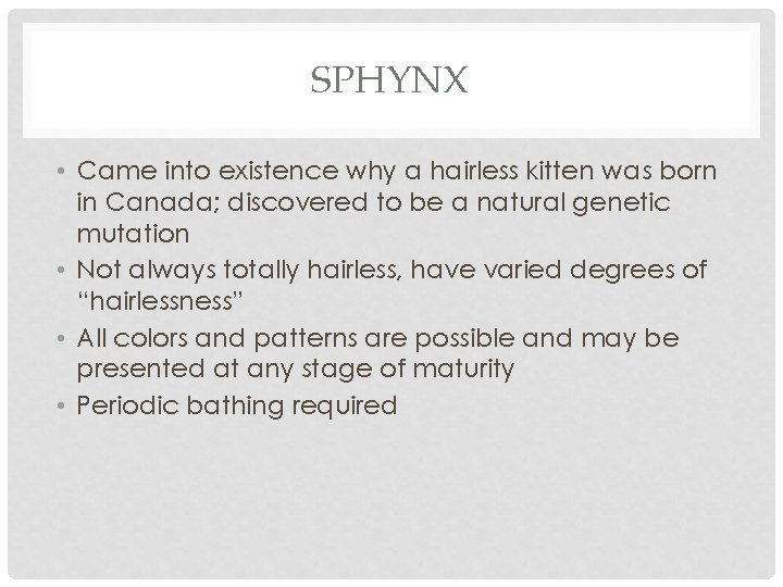 SPHYNX • Came into existence why a hairless kitten was born in Canada; discovered