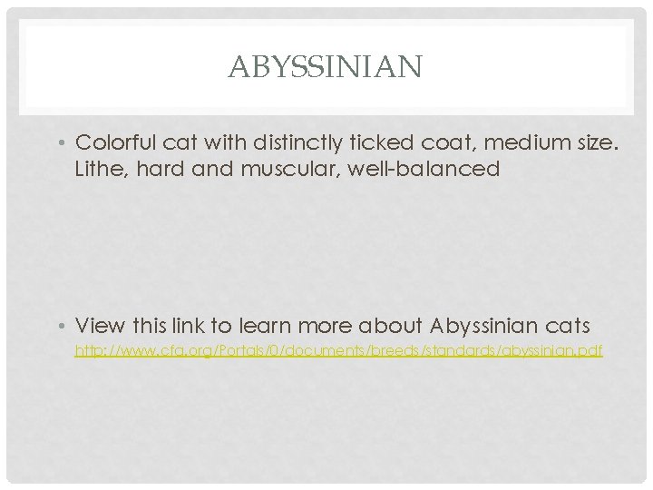 ABYSSINIAN • Colorful cat with distinctly ticked coat, medium size. Lithe, hard and muscular,