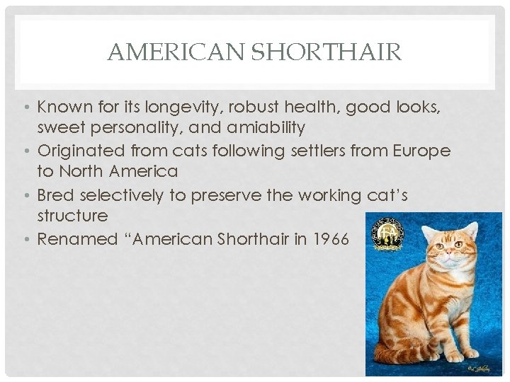 AMERICAN SHORTHAIR • Known for its longevity, robust health, good looks, sweet personality, and
