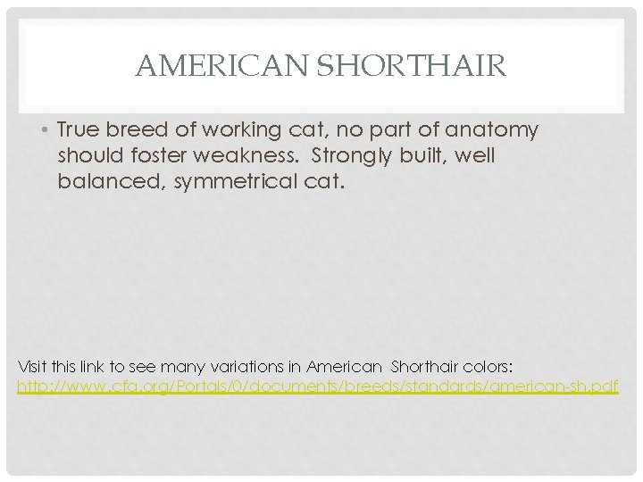 AMERICAN SHORTHAIR • True breed of working cat, no part of anatomy should foster