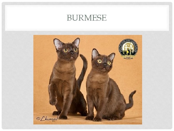 BURMESE 