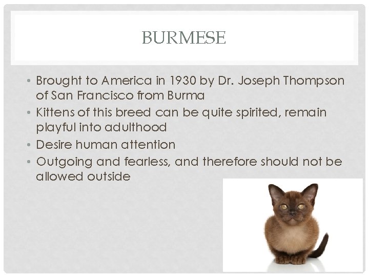 BURMESE • Brought to America in 1930 by Dr. Joseph Thompson of San Francisco