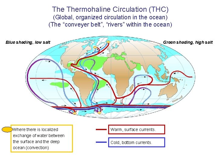 The Thermohaline Circulation (THC) (Global, organized circulation in the ocean) (The “conveyer belt”, “rivers”