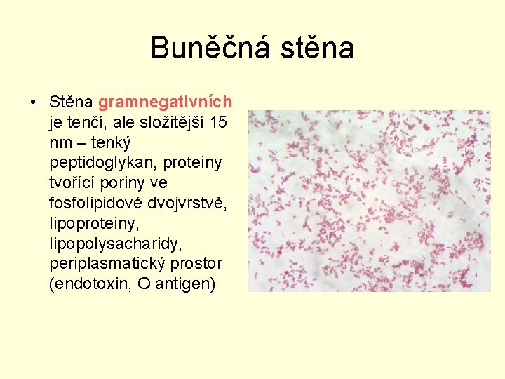 Buněčná stěna • Stěna gramnegativních je tenčí, ale složitější 15 nm – tenký peptidoglykan,