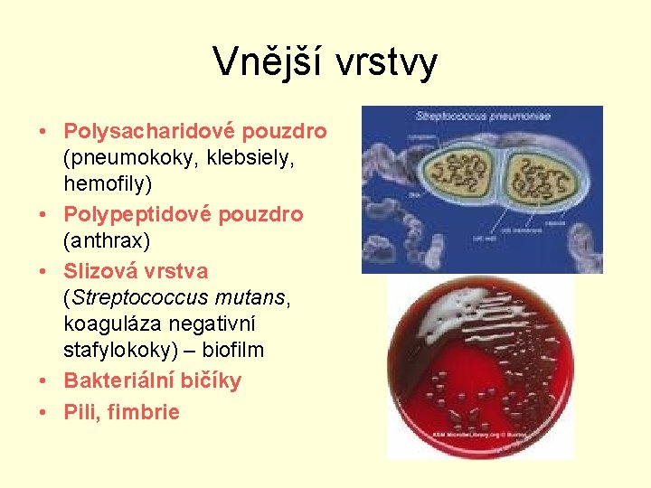 Vnější vrstvy • Polysacharidové pouzdro (pneumokoky, klebsiely, hemofily) • Polypeptidové pouzdro (anthrax) • Slizová