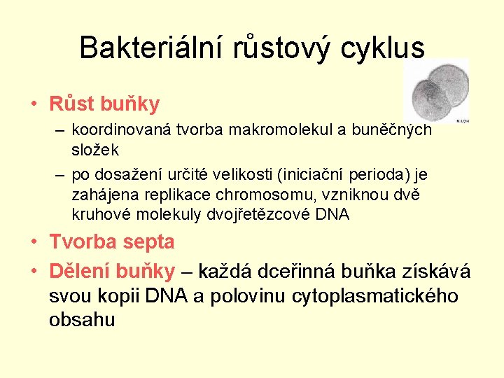 Bakteriální růstový cyklus • Růst buňky – koordinovaná tvorba makromolekul a buněčných složek –