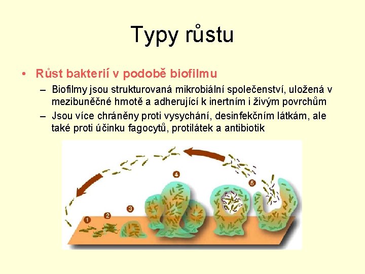 Typy růstu • Růst bakterií v podobě biofilmu – Biofilmy jsou strukturovaná mikrobiální společenství,