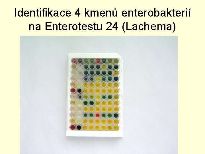 Identifikace 4 kmenů enterobakterií na Enterotestu 24 (Lachema) 
