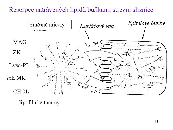 Resorpce natrávených lipidů buňkami střevní sliznice Směsné micely Kartáčový lem Epitelové buňky MAG ŽK