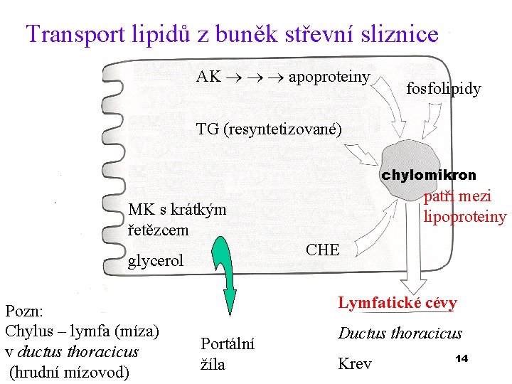 Transport lipidů z buněk střevní sliznice AK apoproteiny fosfolipidy TG (resyntetizované) chylomikron patří mezi