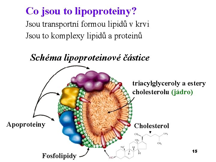Co jsou to lipoproteiny? Jsou transportní formou lipidů v krvi Jsou to komplexy lipidů